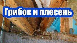 КАК СПАСТИ ДЕРЕВЯННУЮ КРЫШУ ОТ ГРИБКА И ПЛЕСЕНИ? 3 ЭТАПА ГНИЕНИЯ ДРЕВЕСИНЫ