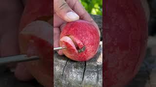 Oddly Satisfying Fresh Fruit Cutting In My Farm | How To Cut Fruit In My Farm #shorts