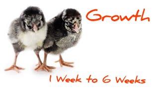 Wyandotte Chickens - Growth 1-6 weeks Beginner chics