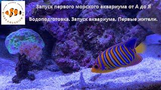 Запуск морского аквариума. Ответы на самые частые вопросы.