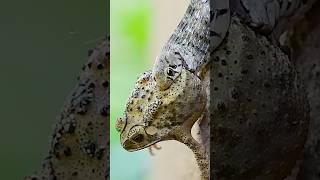 Snake vs Frog fight / Wildlife Photography / #snake #wildlifephotography