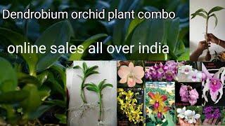 Orchid combo offer | Dendrobium orchid online sales all over India