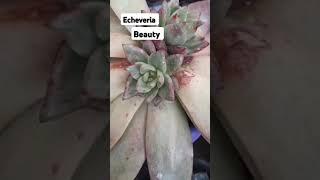 Echeveria beauty # succulent # indoor plant #