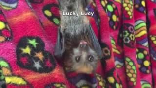 Old man bat Walter meets Lucky Lucy, an 8 week baby Flying-Fox