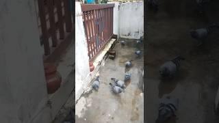 Pigeon Paradise: Feeding Moments Above the City #birds #pigeon #shorts