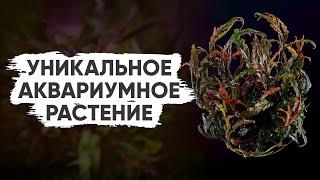 Гигрофила перистонадрезанная / пиннатифида / Hygrophila pinnatifida