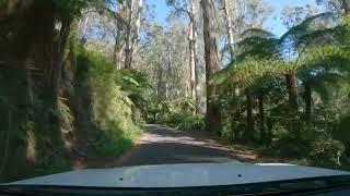 Tarra valley drive. Part 2. 22/3/2024