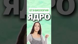 Ядро клетки #умскул #биология #биологияегэ #жаннаказанская