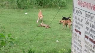 Fox attacked by dogs....