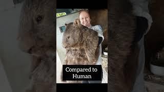 Things that are bigger than you think Part 2 ( #shorts ) @YOURFACT.CO23