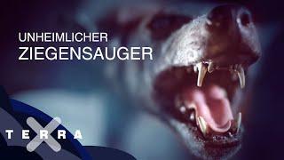 Rätsel um den Chupacabra – den Ziegensauger | Terra X