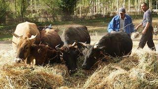 Rural Tajikistan - Threshing with oxen in KhasKhorog 2017