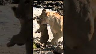 لبؤة تحمل شبلها المشاغب # lioncub # animalfight #wildanimal