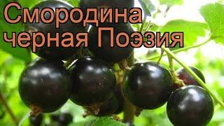 Смородина черная Поэзия (ribes nigrum)  смородина Поэзия обзор: как сажать саженцы смородины Поэзия