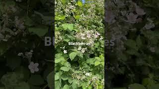 Update on Blackberries! 🫐 #blackberry #vancouver #canada