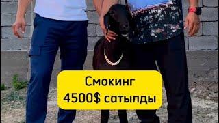 БЕРІК СҰЛТАН БАУЫРЫМЫЗДЫН *СМОКИНГ* АТТЫ ҚОШҚАРЫ САТЫЛДЫ 4500$ 