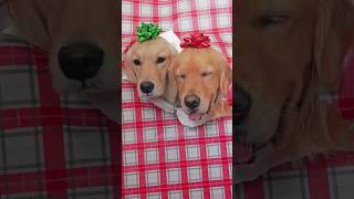 Unwrapping the best gift ️ #dogs #puppy #dogshorts #goldenretriever #puppies #cutedog #christmas