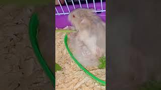 Hamster kembar mata merah makannya sambil bercyanda #hamsterimut #pets #cute #animals #funny