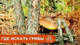 Где и Как Искать Грибы? Где растут Белые Грибы?