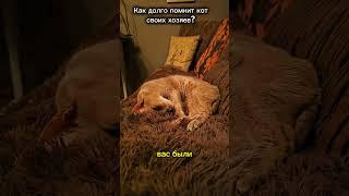 Как долго помнит кот своих хозяев? #кот #фактыокотах #cat