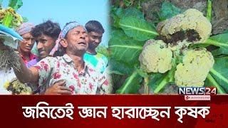 ভুল কীটনাশকে কৃষকের মাথায় হাত | News24 Special