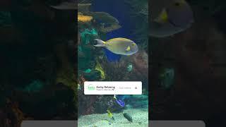 4k HDR Dolby Vision Demo Aquarium In 4K HDR 60FPS #shorts #youtubeshorts