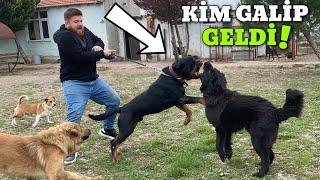 Rottweiler Diablo CLASHES with Shepherd Dogs, SEE WHO WON!