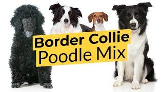 Border Collie Poodle Mix  Bordoodle  Border Doodle 