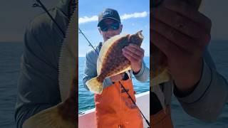 Commercial Flounder Fishing HUNDREDS of Pounds! #shorts #fishing