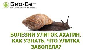 Болезни Улиток Ахатин / Как Узнать, Что Улитка Заболела // Сеть Ветклиник Био-Вет