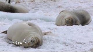 เรื่องเล่าข้ามโลก ตอน แมวน้ำ (Seal)