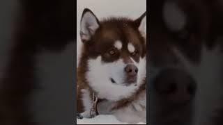 #husky #eightbelow #белыйплен #paulwalker #фильмыпрособак #dogmovie #хаски #полуокер