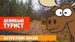 Ленивый турист. Встретили лосей