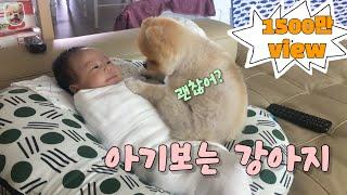 포메라니안 레페 아기보는 강아지 생후2개월 아기