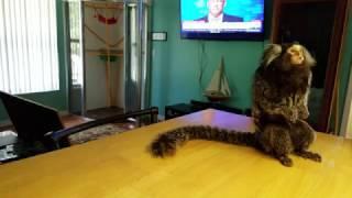 Marmoset monkey going crazy over whipped cream