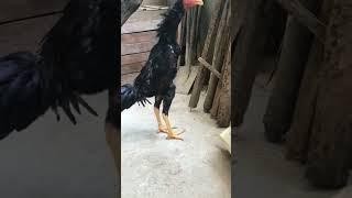 Asile Indian faiting rooster #chick figh #addiction #pet2023