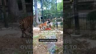 Woman climbs over zoo fence to touch Bengal tiger