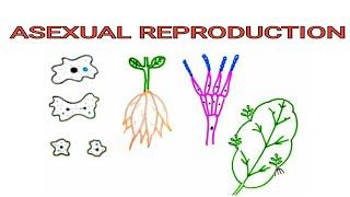 Asexual Reproduction | Pravin Bhosale