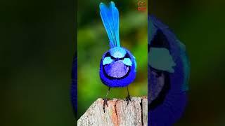 dxd shanti ,meditation music, mature