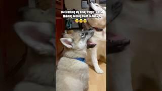 Jokes on me  #dogs #shortsfeed #dogshorts #lol #husky #doglover #funny #funnyshorts #dog #huskies