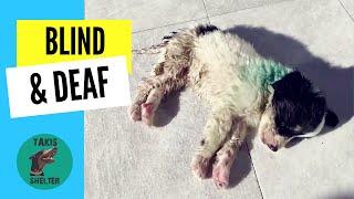 Helpless puppy rendered blind and deaf after vicious bite - Takis Shelter