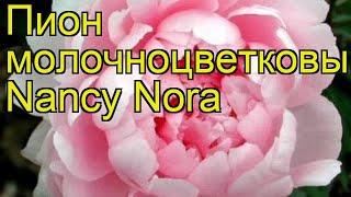 Пион молочноцветковый Nancy Nora. Краткий обзор, описание характеристик, где купить саженцы