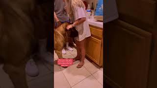 Bowser the GIANT Puppy nearly TRAMPLES his sister with love #dog #dogs #cutedogs #funnydogs #shorts