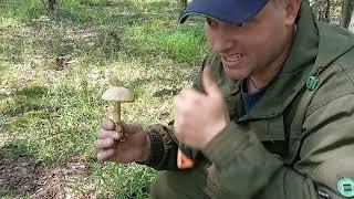 В лес за грибами🪣грибов полно,но есть одно Но! Могилевская обл/Бобруйск/Беларусь!