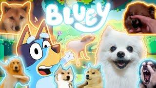 BLUEY em cachorrês