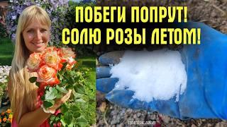 СОЛЮ РОЗЫ! АНГЛИЙСКАЯ ХИТРОСТЬ, которую ПРИМЕНЯЮ КАЖДОЕ ЛЕТО