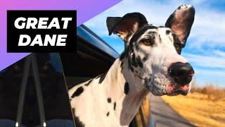 Great Dane  The Perfect Netflix Buddy!