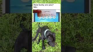 How lucky are you? #Junior-memes #funny