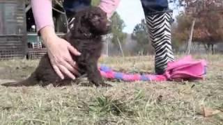 SafariDoodles: Rella's Labradoodle Puppies