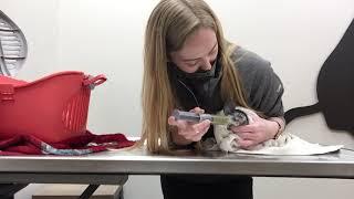 Chinchilla Syringe Feeding - Winrose Animal Hospital